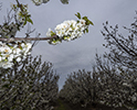 Orchard Blossom 73